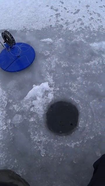 Заглотила хорошо, но отпустить удалось 👍. Леска 0.3 #щу? смотреть онлайн