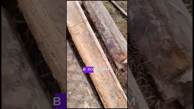Три стены дома уже поменяли брёвна, меняем  бревно на б