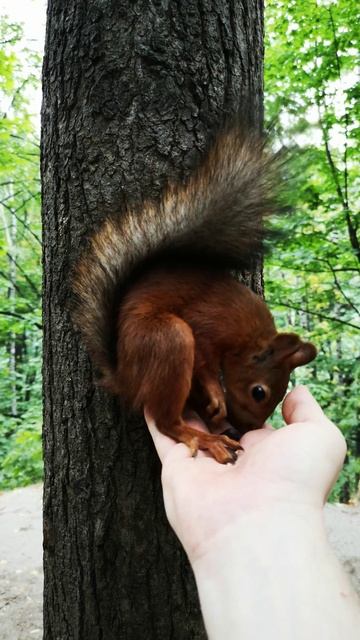 Как посадить белку на руку - никак, она сама сядет 😁 How смотреть онлайн