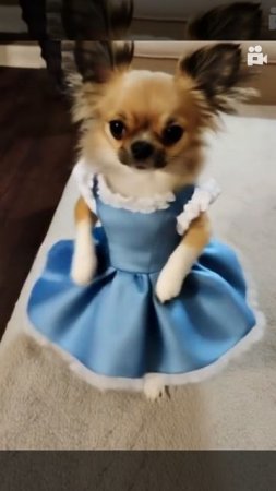 Наша принцесса лапок. 🐾

#Мира #Чихуахуа #1год4месяца