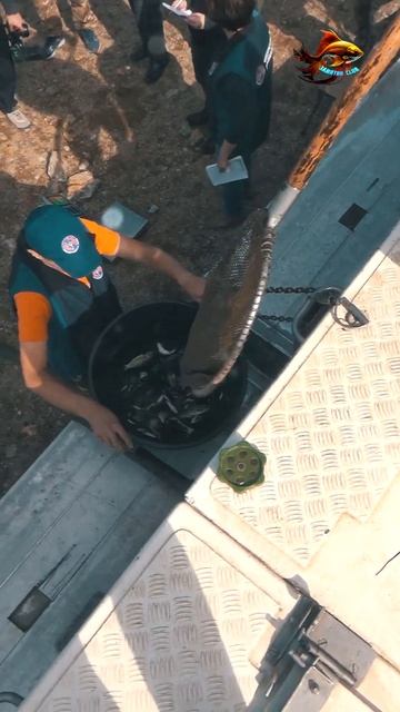 Хорошее зарыбление Чуть побольше Рыбалка Запускаем с? смотреть онлайн