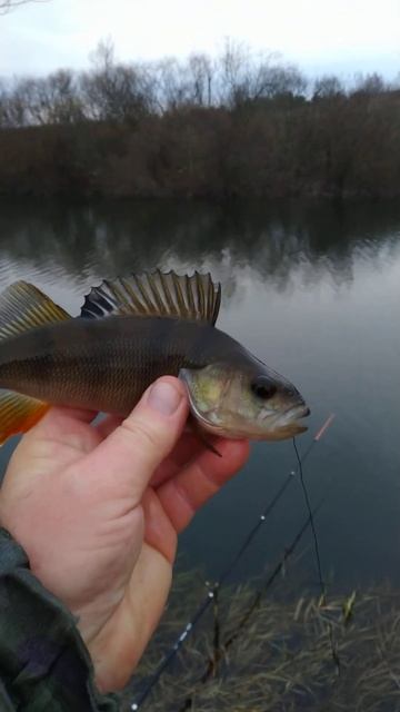 РЫБАЛКА на ПОПЛАВОЧНУЮ УДОЧКУ 🐟🎣 природа 🐟🎣 отдых смотреть онлайн