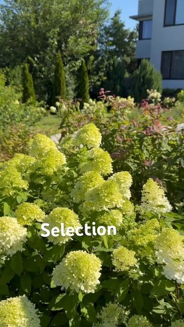 #selection #hydrangea #гортензия #garden #гортензія #flowers #park#jardin #アジ смотреть онлайн