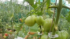 Томат Буденовка. Добротная классика!