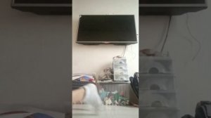 Показываю всё для квд