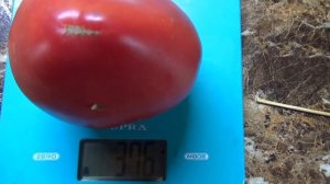 Томат Минусинское Бычье сердце кистевое - очень урожайный и вкусный сорт. Полный обзор и дегустация.