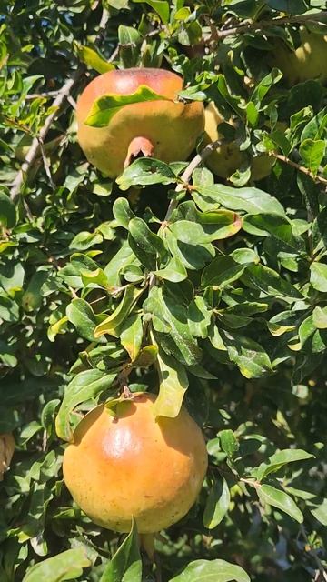 ГРАНАТ. Почему так называется? смотреть онлайн