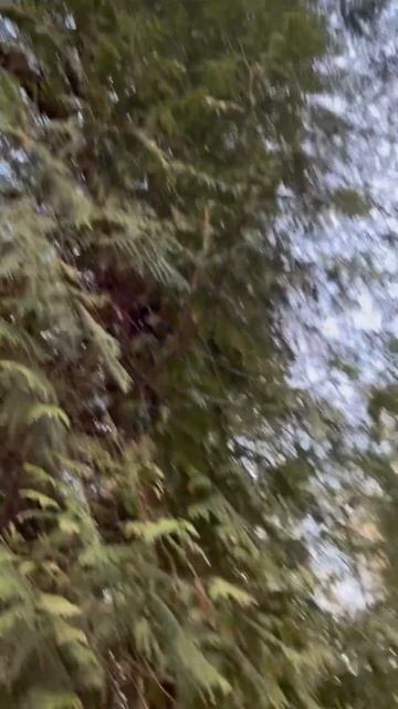 Папоротник ? Или нет ? #россия #russia #москва #ботанически? смотреть онлайн