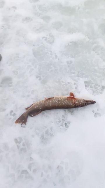 Зимняя . Ловля на жерлицы 28.12.2024 на. Озернинском водохр? смотреть онлайн