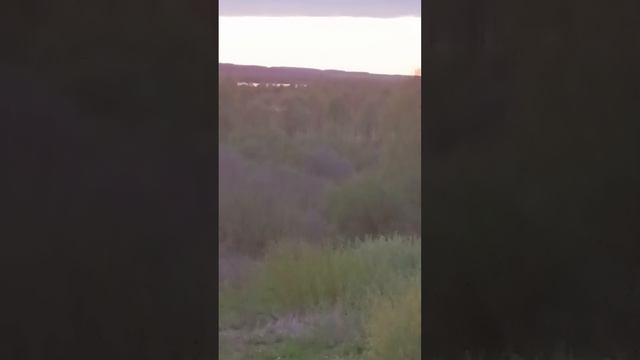 Песнь соловья на закате.