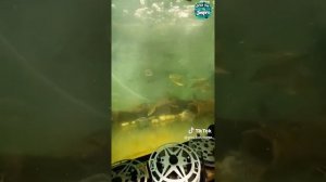 Как реагирует рыба на жёлтый цвет?#карп#сом#карась#саз?