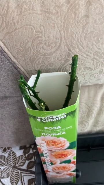 Как сохранить розу до посадки (наш эксперимент) #садов? смотреть онлайн