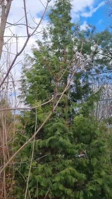 ТУИ после зимы -37! Мой хвойный сад!🌲#сад #хвойные #туи смотреть онлайн