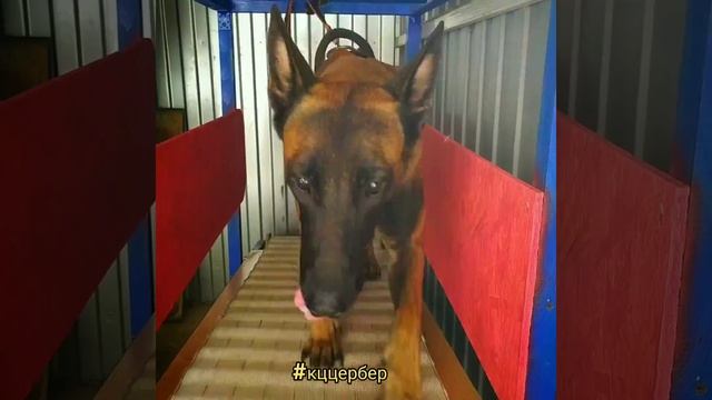 Бельгийская овчарка бег на механической дорожке смотреть онлайн