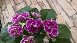 Фиалки АВ-Махровая Петуния, АВ-Экстаз, Ален-Черная Пан?