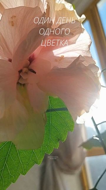 ЦВЕТЕНИЕ, НАСЛАДИСЬ КРАСОТОЙ!!!  #гибискус #гибискусы #д