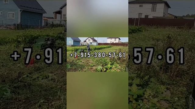 Покос Борщевика Мульчером Московская область смотреть онлайн