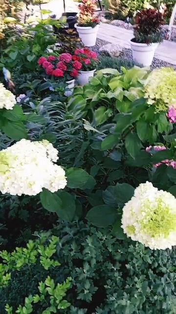 Метельчатые гортензии, июль 2024г. смотреть онлайн