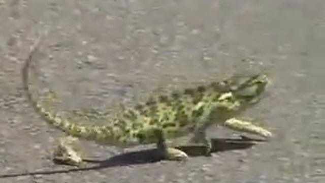 Хамелеон возвращается с тусовки смотреть онлайн