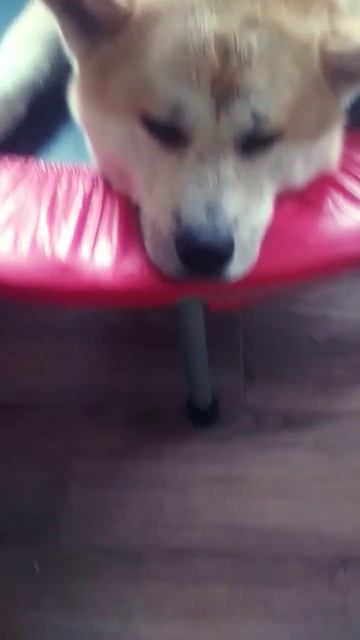 собака 🐶 прыгает на батуте смотреть онлайн