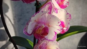 Phal. Champion Lightning peloric 🦋 Первое цветение орхидеи бабочки ?