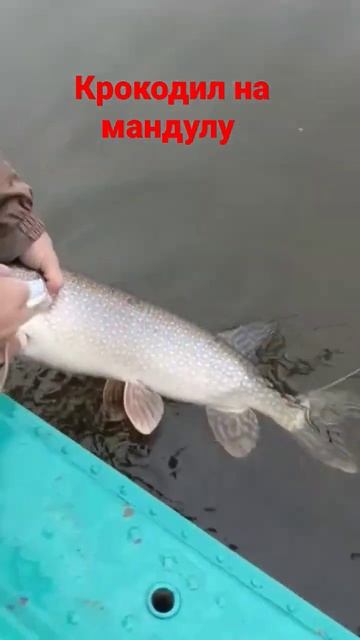 Северная Сосьва смотреть онлайн