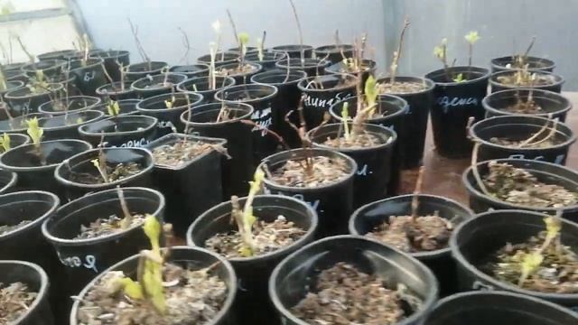 Достала все свои крупнолистные гортензии. смотреть онлайн