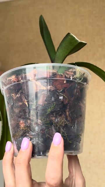 Ідеальна посадка орхідей❤️ #реки #plants #орхидеякорень смотреть онлайн