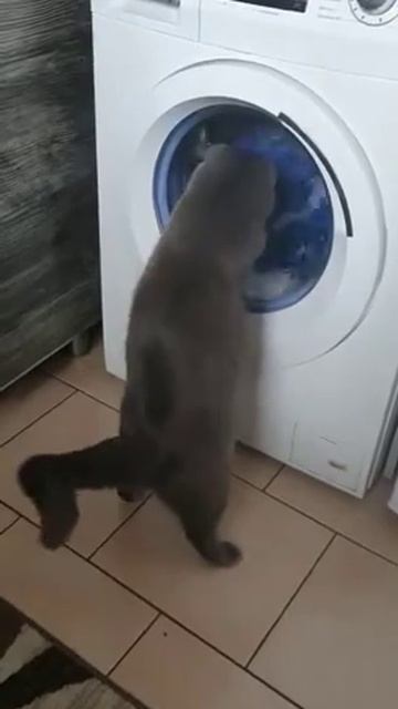 Сейчас я тебя поймаю. #кот #стиральная машина смотреть онлайн