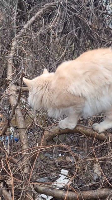 Если у породы кошек МЕЙНКУН, есть доступ к свободному ? смотреть онлайн