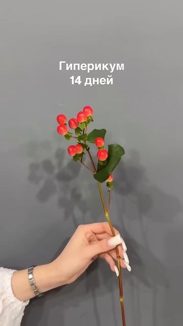 Стойкость цветов. Часть 2 #русскийбукет #цветы #rusbuket