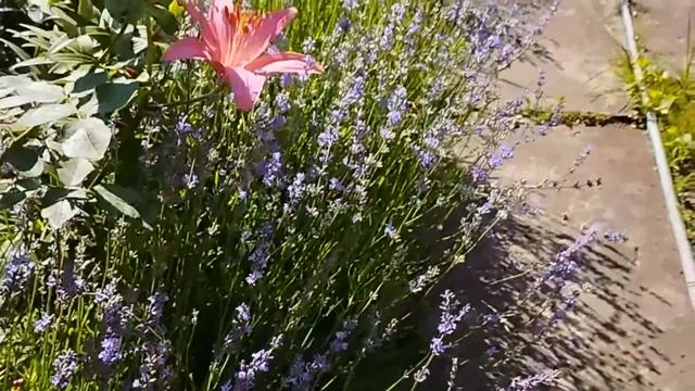 Плотные посадки в конце июня. В тесноте, но не в обиде. ? смотреть онлайн