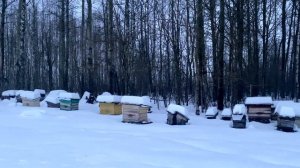 Зимняя подкормка пчел