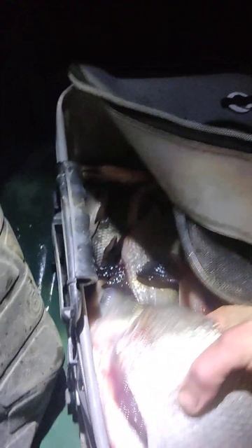 плывём в лодке с бобром вдвоем # рыбалка#фитиль#мережа#