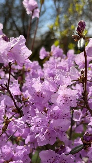 Красивый и нежный кустик рододендрон😍💜🌿#nature #flowers #r смотреть онлайн