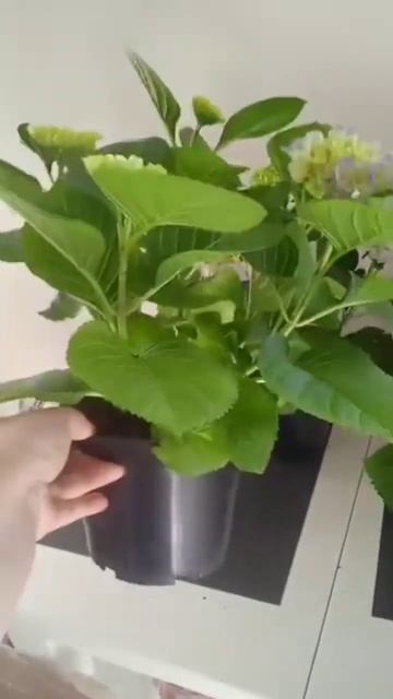 Продаж саджанців гортензій Fabolo Blue -550 грн #flowers #hydrangea #п? смотреть онлайн