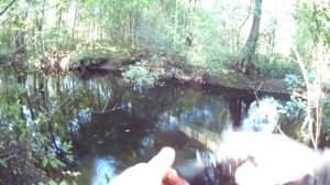 БИТВА МУЛЬТОВ! Daiwa Zillion vs Cadence Vigor. Часть 2. РЫБАЛКА ПИТЧИ?