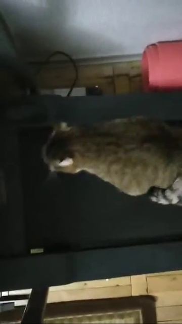 Кошка на беговой дорожке смотреть онлайн