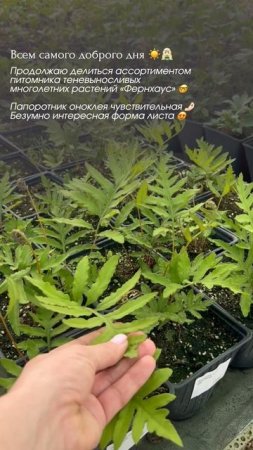 Папоротник оноклея чувствительная 🤌🏻 Безумно интересная форма листа 😍