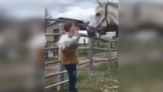 😜 Пранк над Лошадью ↓↓↓ приколы 2020
