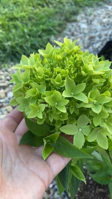 Новинка сезона/ гортензия Литл эпл/ Little apple #гортензия смотреть онлайн