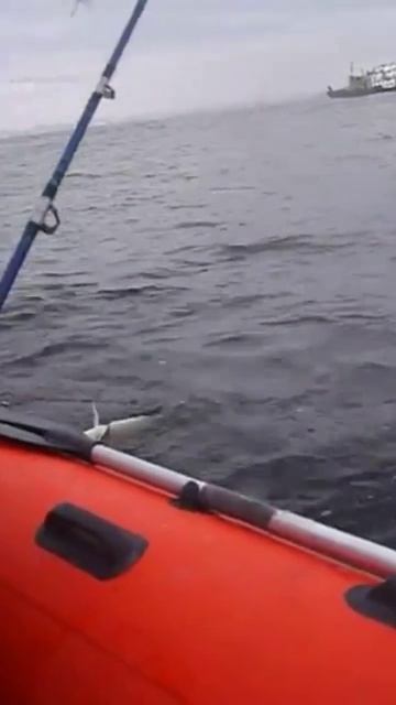 поимка трески в море смотреть онлайн