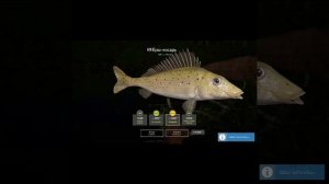 Ёрш-носарь. Трофей. Вьюнок. Русская рыбалка 4.