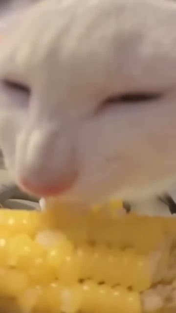 кот ест кукурузу смотреть онлайн