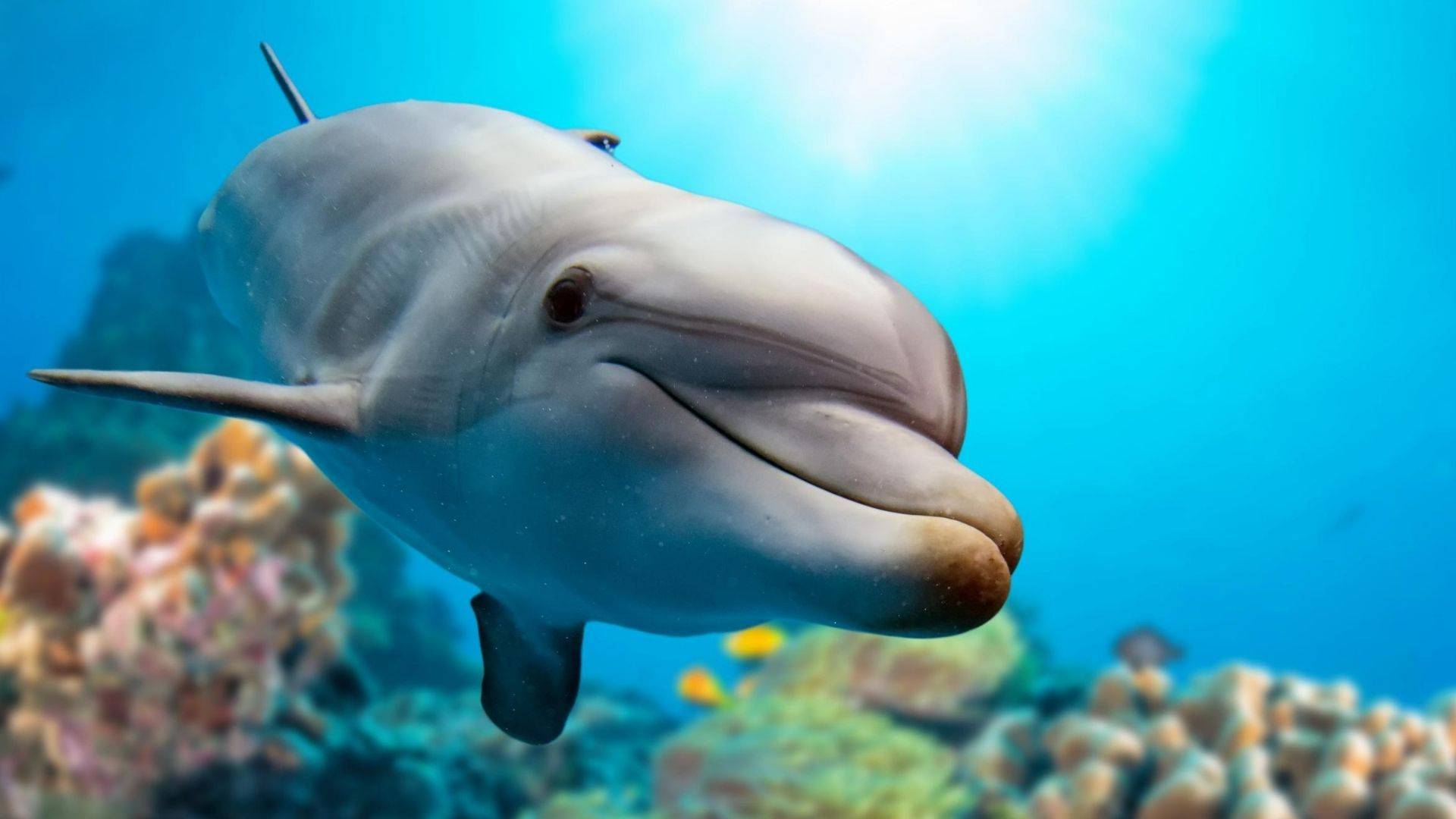 Дельфины в море плавают и играют. Звуки дельфинов и звуки моря для детей и взрослых. смотреть онлайн