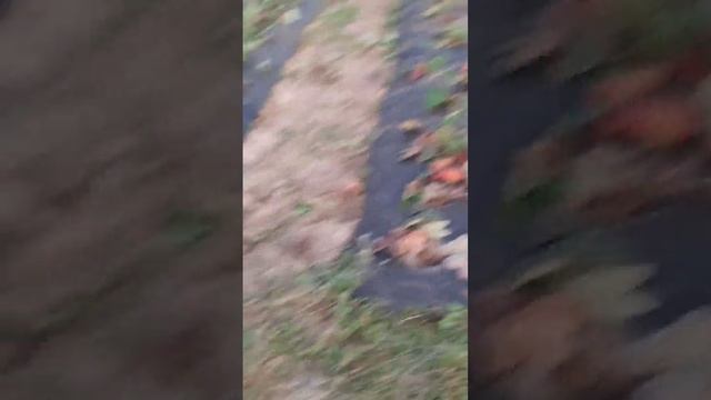 Пересадка ягод осенью. Продолжение. Наконец то все. По? смотреть онлайн