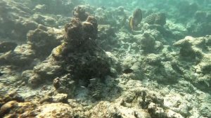 Исследую дно и рыба crocodile garfish