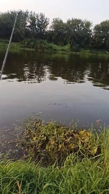 На рыбалке конечно лучше! #рыбалка #fishing #охота #прикол # смотреть онлайн