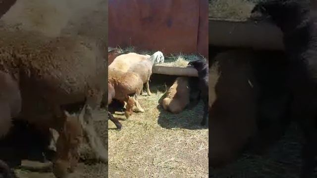 Овцы едят сено #farming #agriculture #ферма #sheep смотреть онлайн