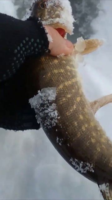 Зимняя рыбалка. Щука на ставки смотреть онлайн